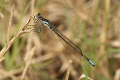Cyanallagma bonariense