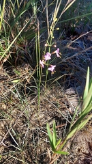 Dicerandra linearifolia
