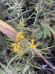 Euthamia gymnospermoides