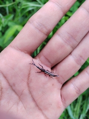 Brentus guatemalenus