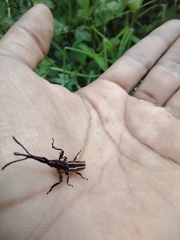 Brentus guatemalenus