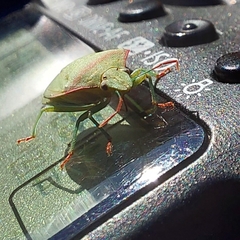 Thyanta custator accerra