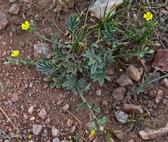 Potentilla hippiana
