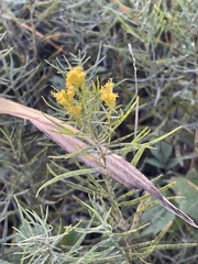 Euthamia gymnospermoides