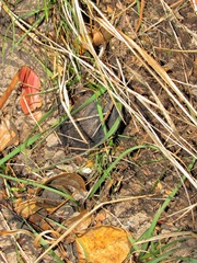 Amblysomus hottentotus