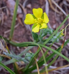 Potentilla hippiana