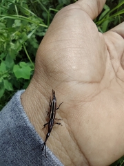 Brentus guatemalenus