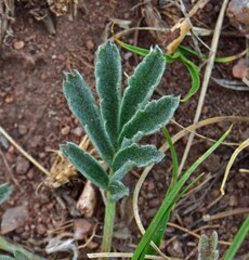 Potentilla hippiana