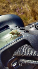 Thyanta custator accerra