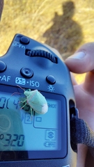 Thyanta custator accerra