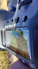 Thyanta custator accerra