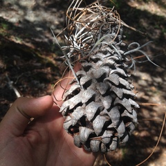 Pinus pseudostrobus apulcensis