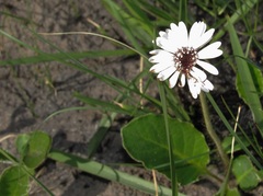 Gerbera piloselloides