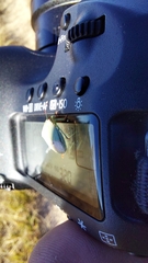 Thyanta custator accerra