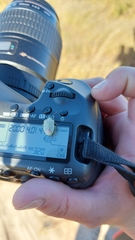 Thyanta custator accerra