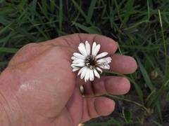 Gerbera piloselloides