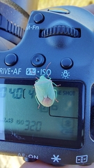 Thyanta custator accerra