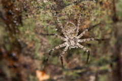 Philodromus margaritatus