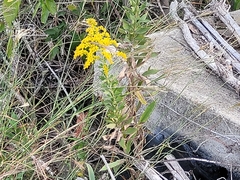 Solidago missouriensis