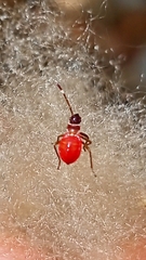 Dysdercus ruficollis