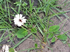 Gerbera piloselloides