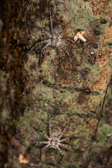 Philodromus margaritatus