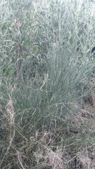 Cytisus scoparius
