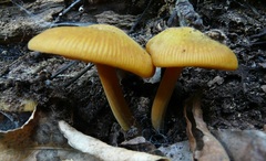 Heimiomyces velutipes