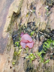 Ascocoryne sarcoides