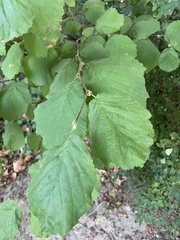 Corylus avellana