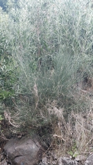 Cytisus scoparius