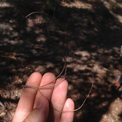 Pinus pseudostrobus apulcensis