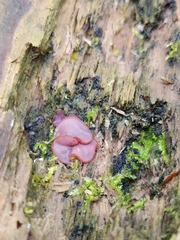 Ascocoryne sarcoides