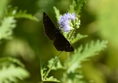 Pyrginae