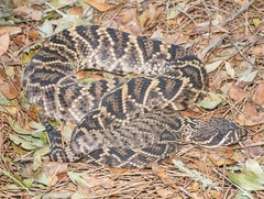 Crotalus adamanteus