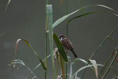 Passer montanus