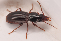 Pterostichus pumilus