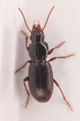 Pterostichus pumilus