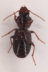 Pterostichus pumilus
