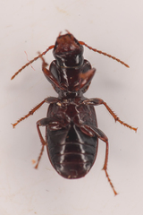 Pterostichus pumilus