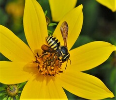 Paranthidium jugatorium lepidum