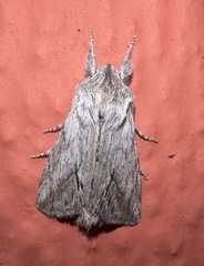 Pleromelloida cinerea