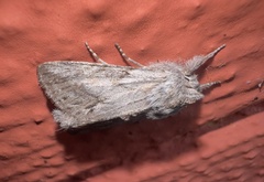 Pleromelloida cinerea