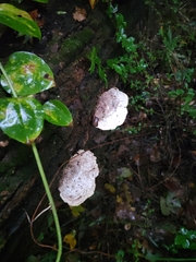 Trametes elegans