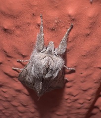 Pleromelloida cinerea