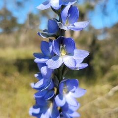 Thelymitra aristata