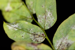Erysiphe palczewskii