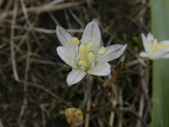Oziroe biflora