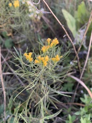 Euthamia gymnospermoides