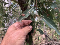 Angophora floribunda